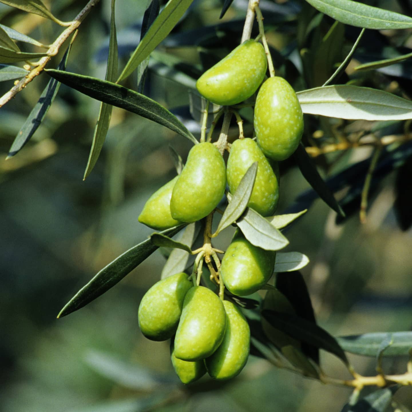 르올리보 루크 그린 올리브 클로즈업